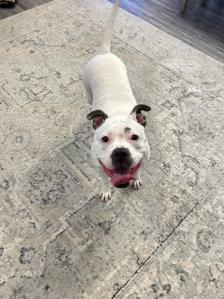 Bonnie, a white pit bull mix, smiling with her tongue out