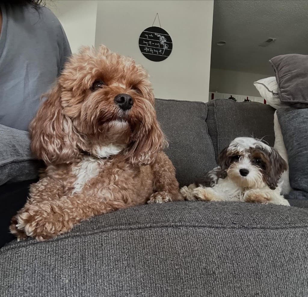 Archie and Birdie sitting together on a sofa