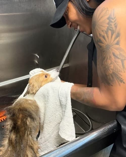 Shai gently drying a dog after a bath