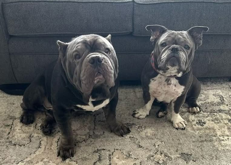Paxson and Princess sitting together on a rug
