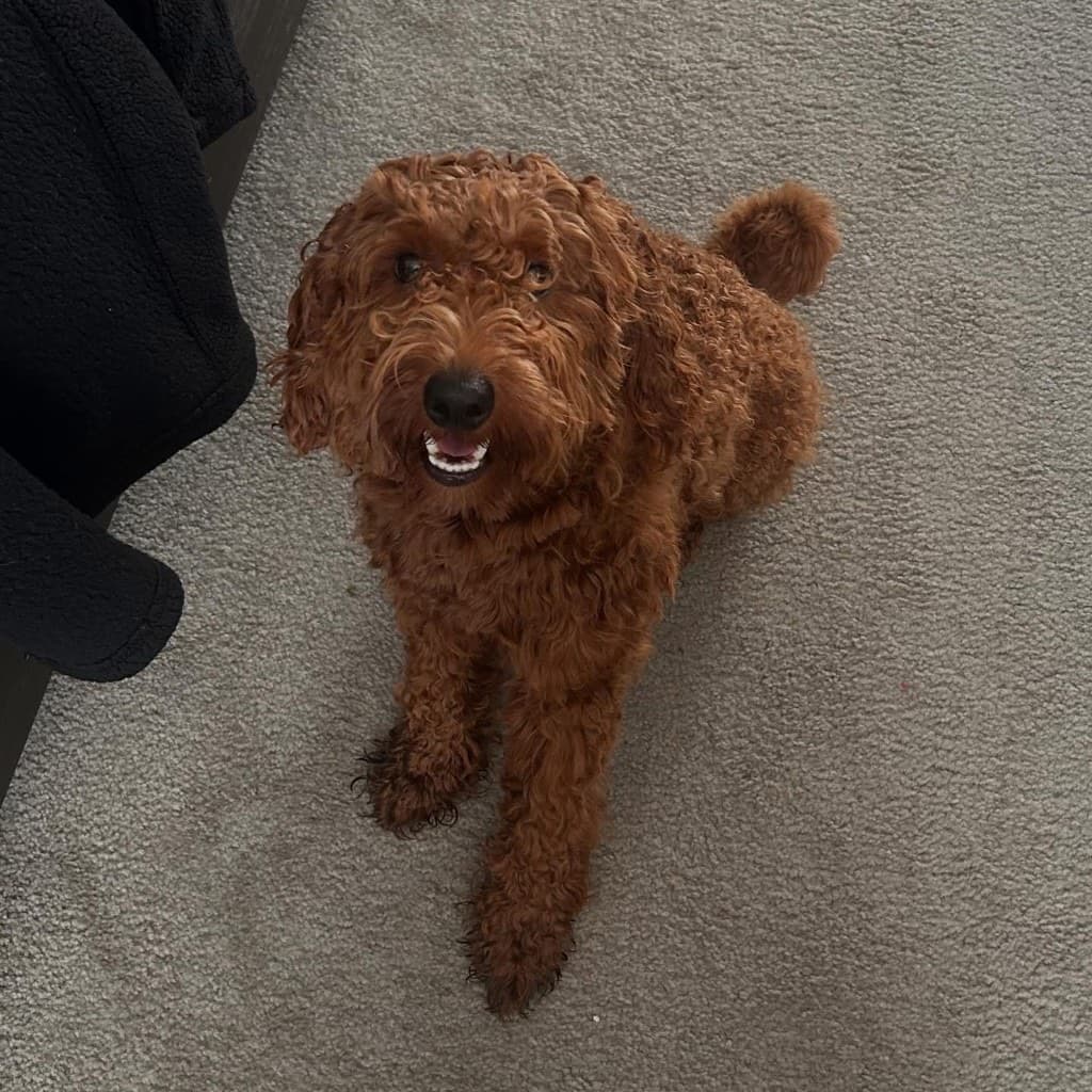 Charlie smiling up at the camera