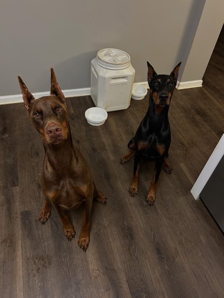 Brodie and Jodie sitting indoors