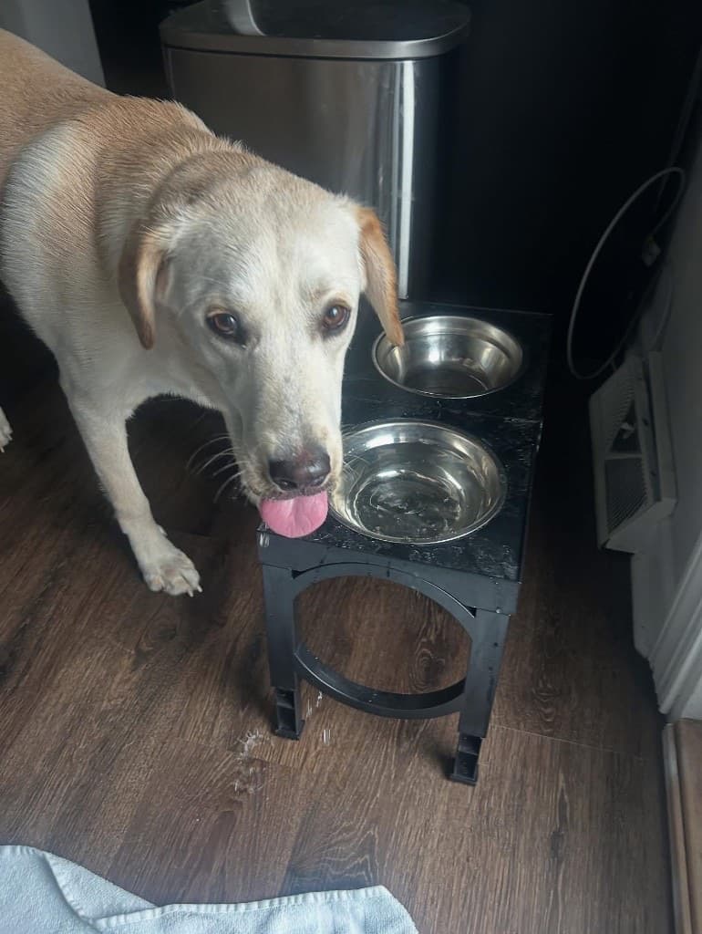 Luka at a feeding station