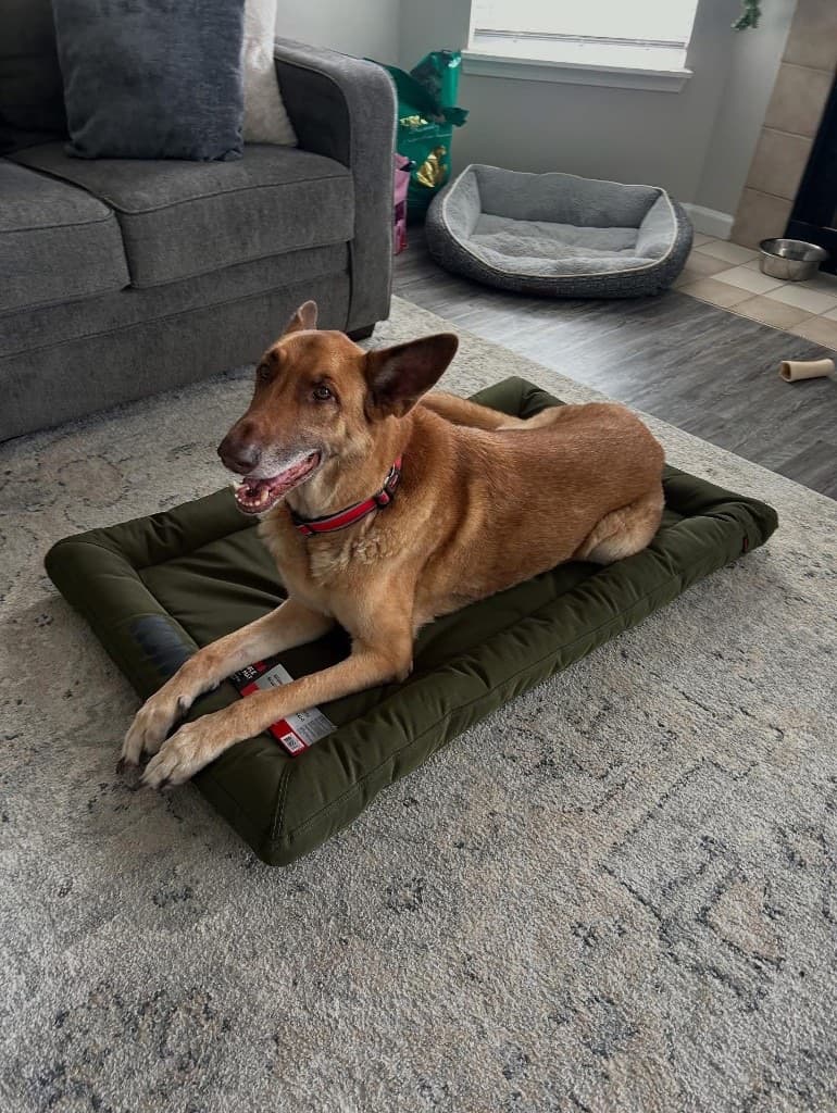Rueger resting on a mat