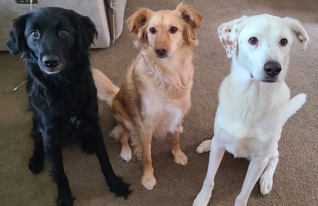 Winnie Hunny and Bear with a friend